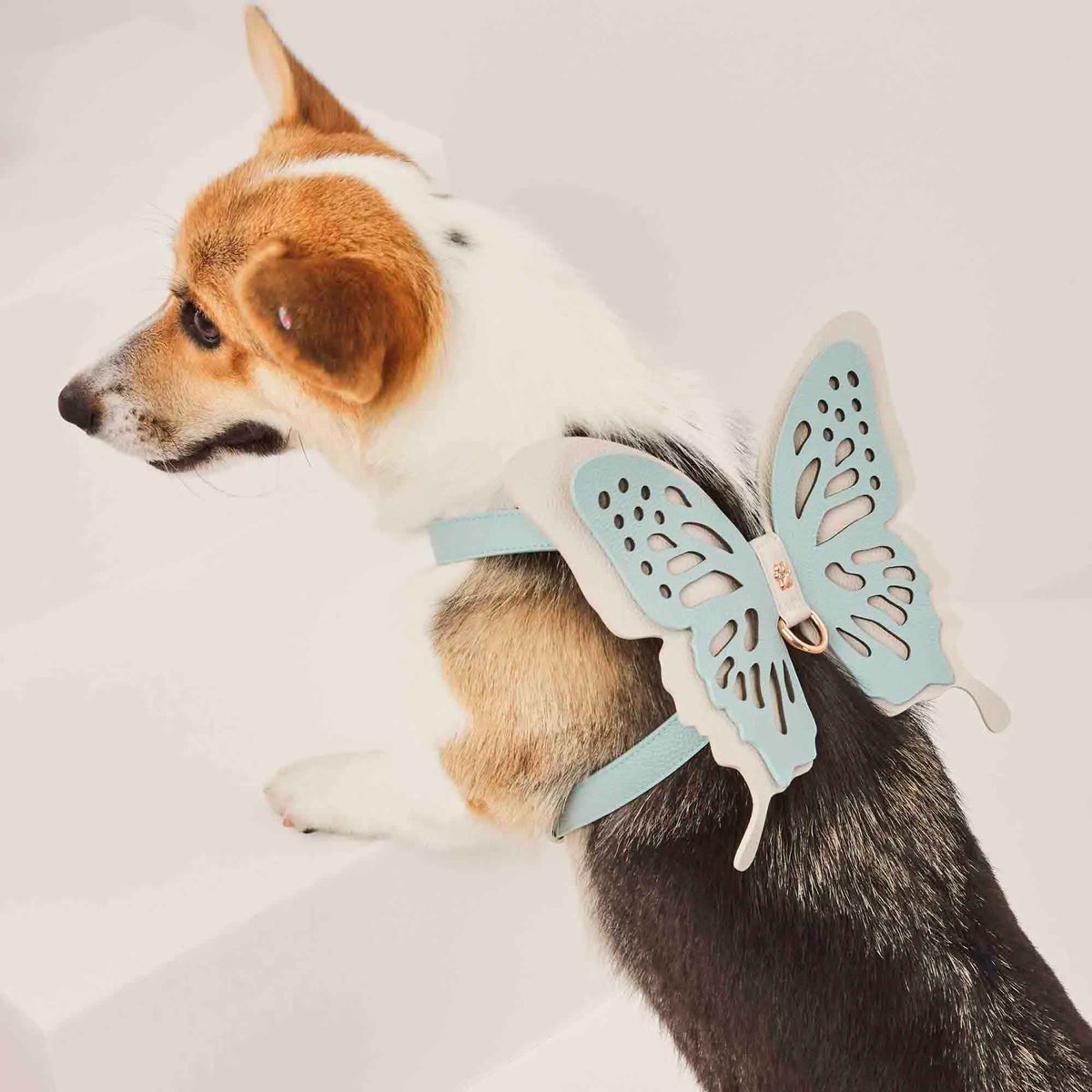 Peitoral de Couro para Cachorro com Borboleta | Tereza
