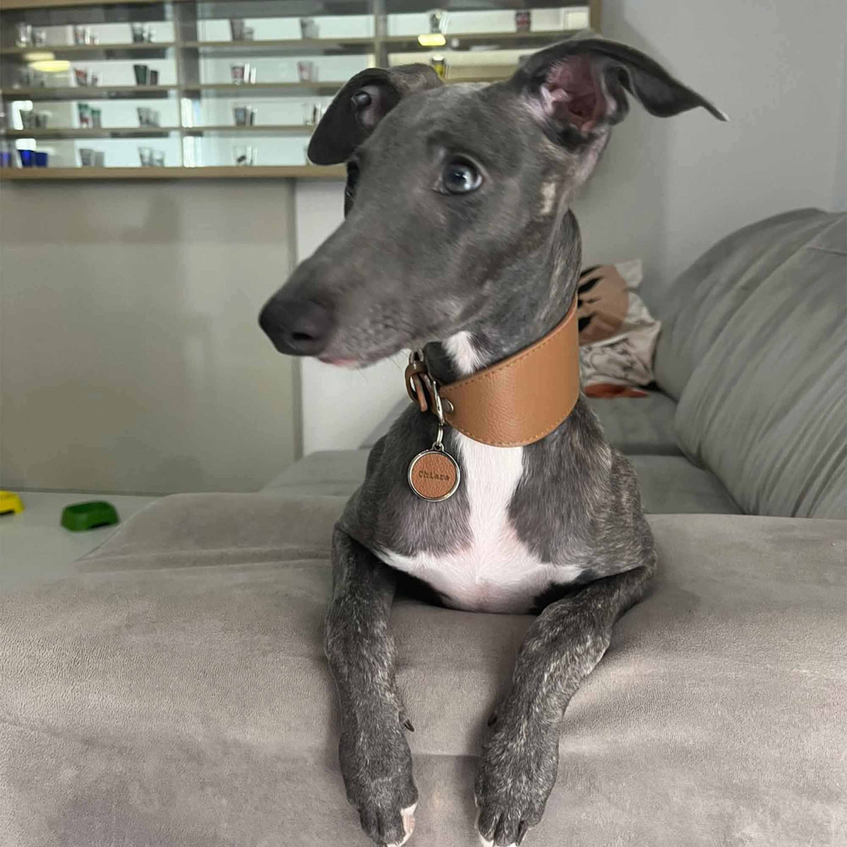 Coleira de Couro para Galgo com Design Anatômico