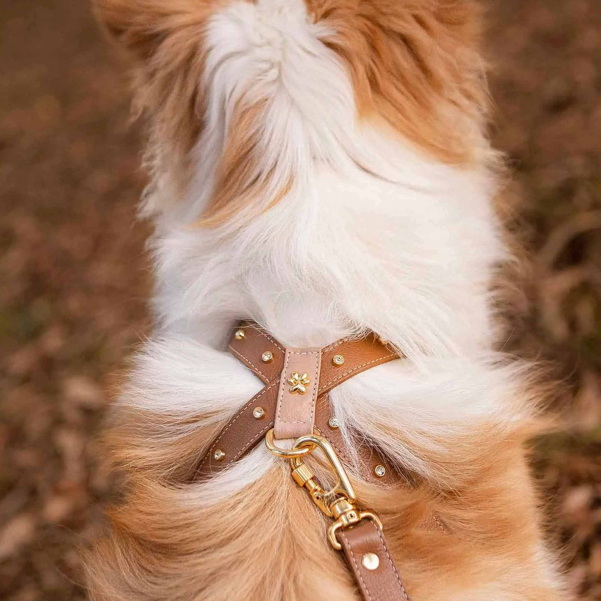 Peitoral de Couro para Cachorro com Strass | Meg