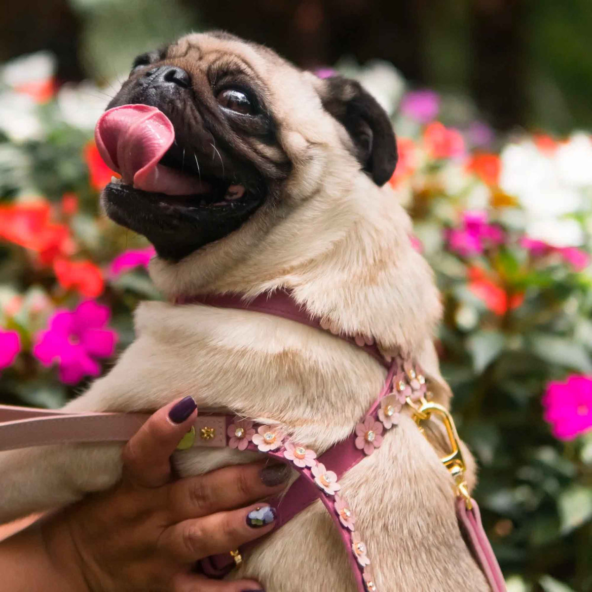 Peitoral de Couro para Cachorro com Flores | Prímula