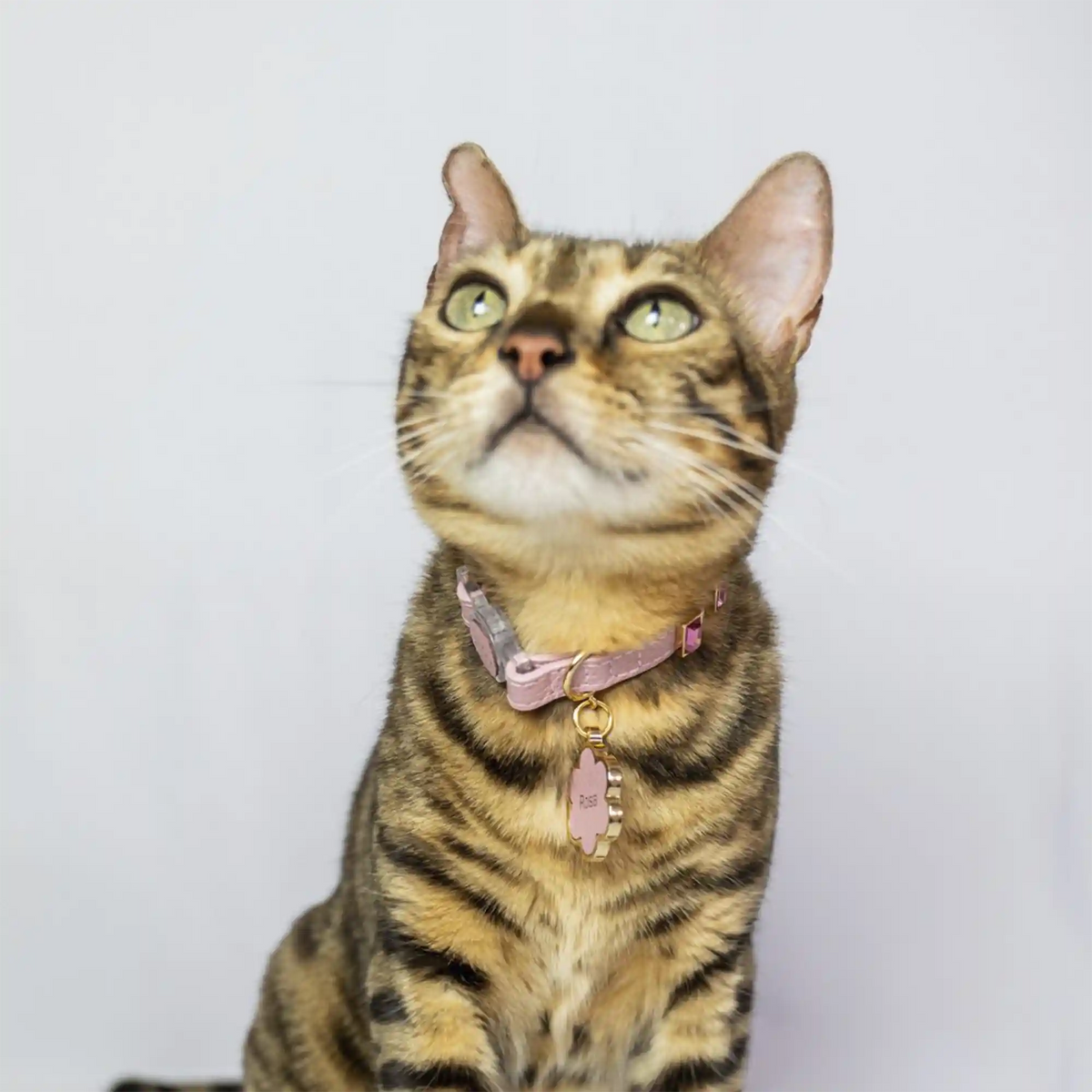 Coleira para Gato em Couro com Strass Retangular | Ivy