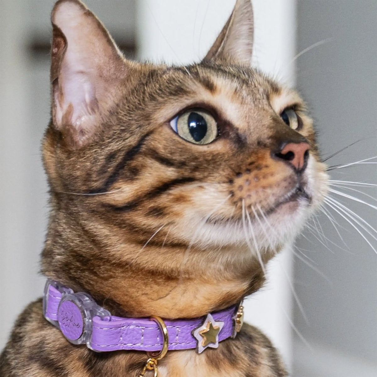 Coleira para Gato em Couro com Estrelas | Órion