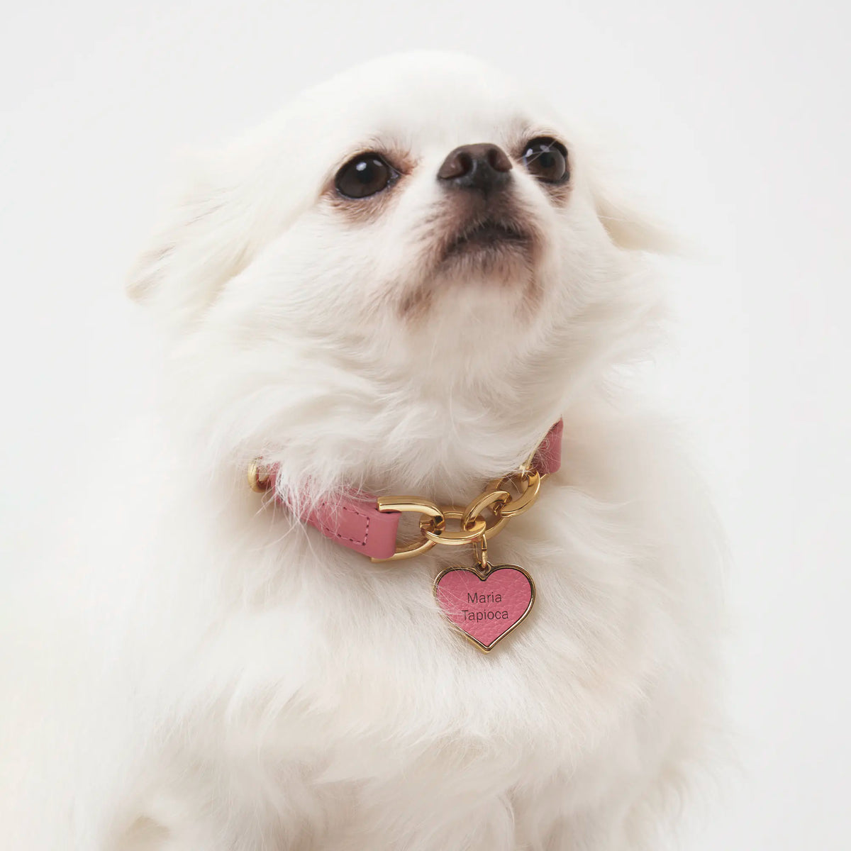 Coleira Personalizada para Cachorro com Corrente | Julie