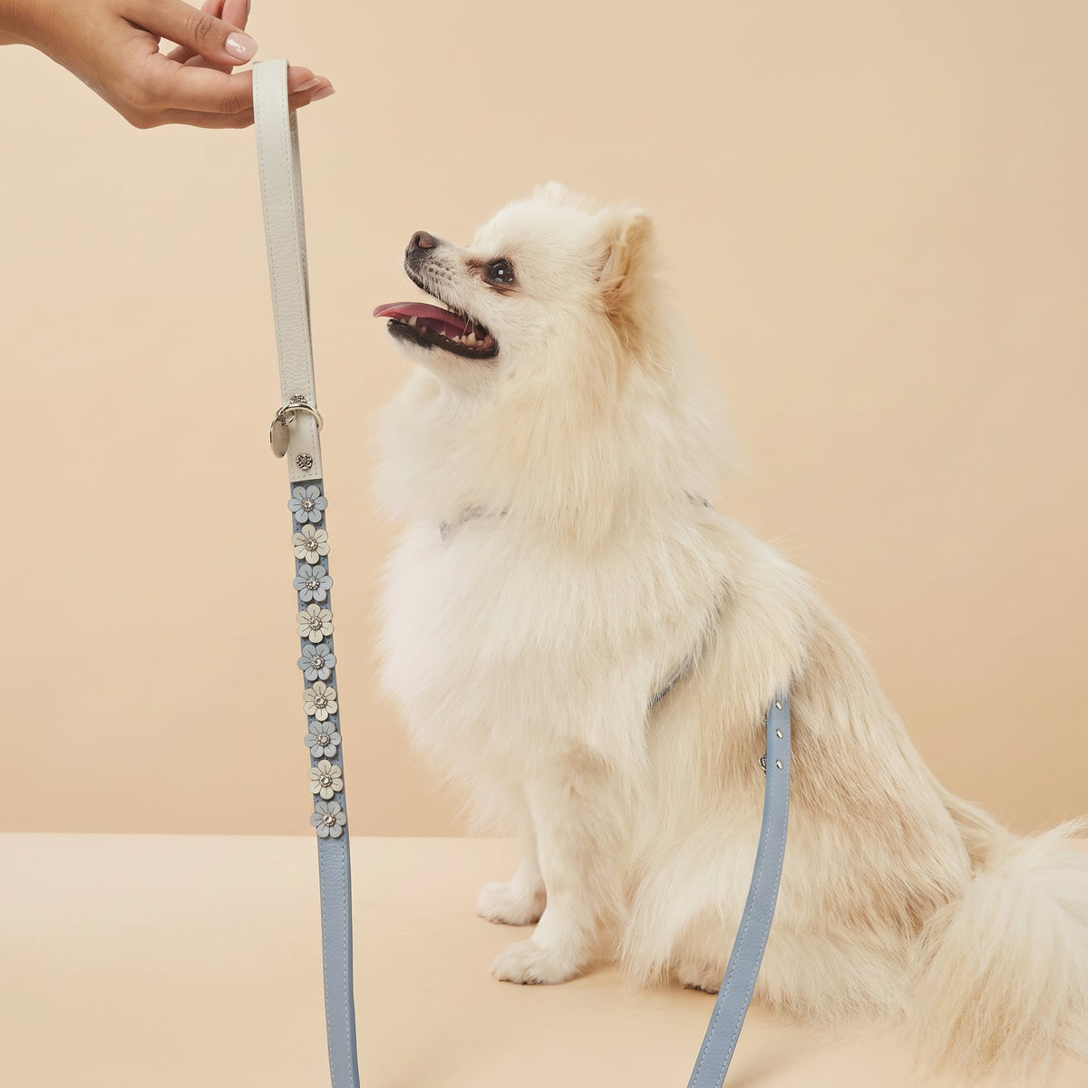 Guia de Couro para Cachorro com Flores | Prímula