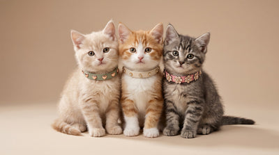 Gatos