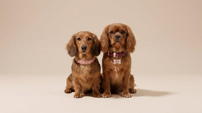 Cachorros