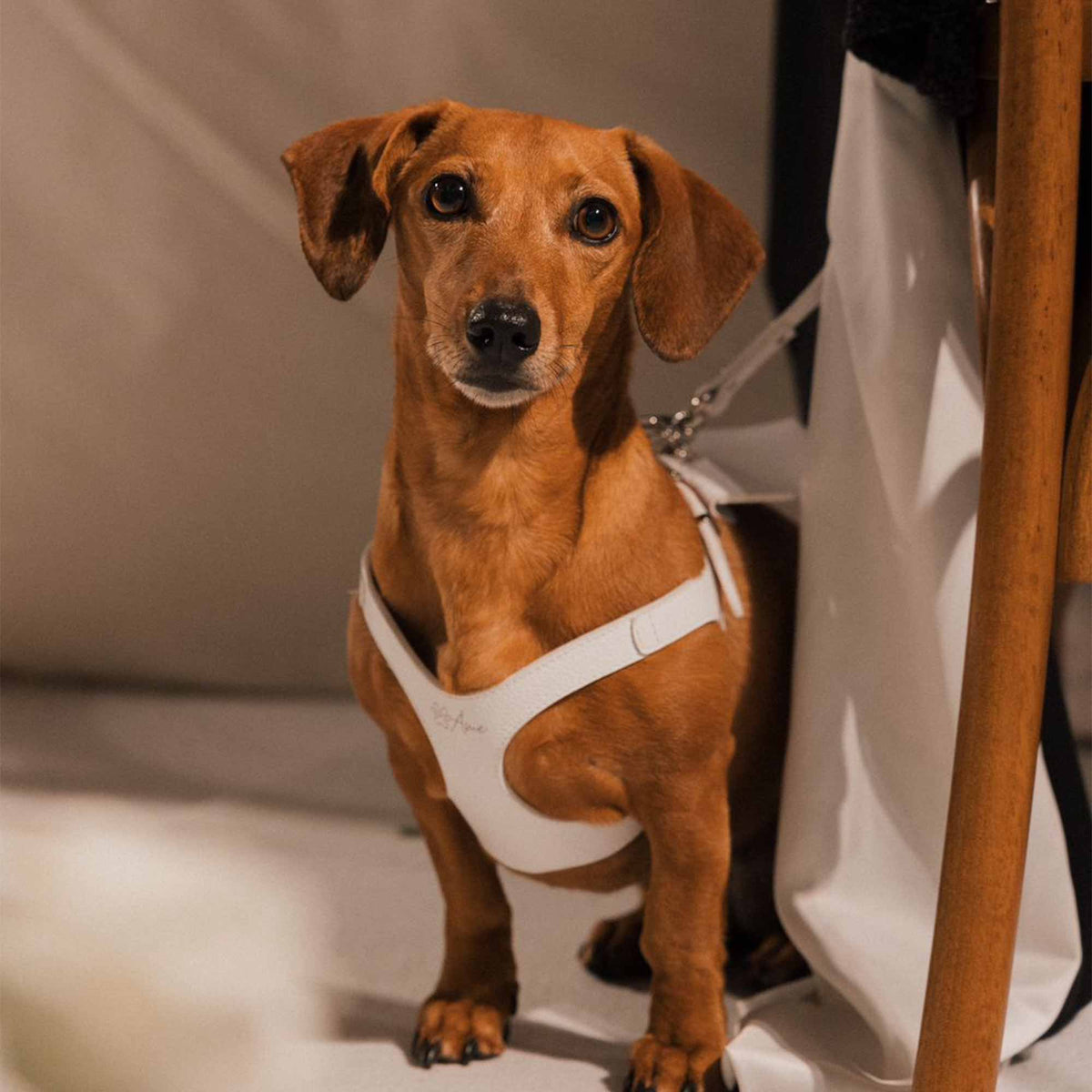 Peitoral de Couro para Cachorro | Cecília