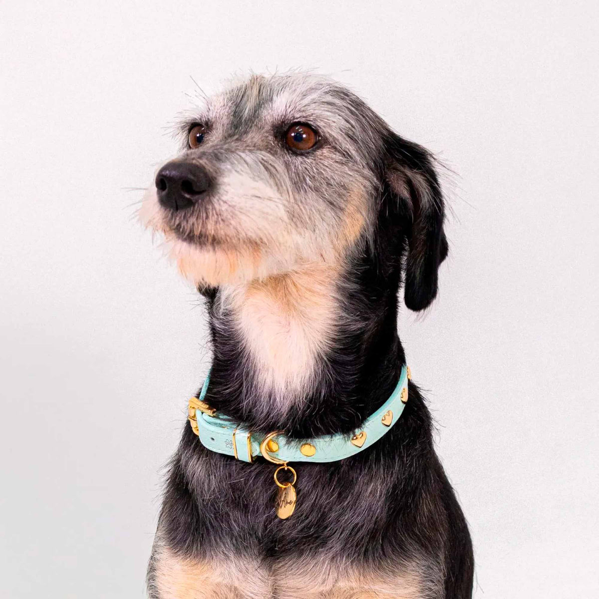 Coleira Personalizada para Cachorro com Corações | Stella