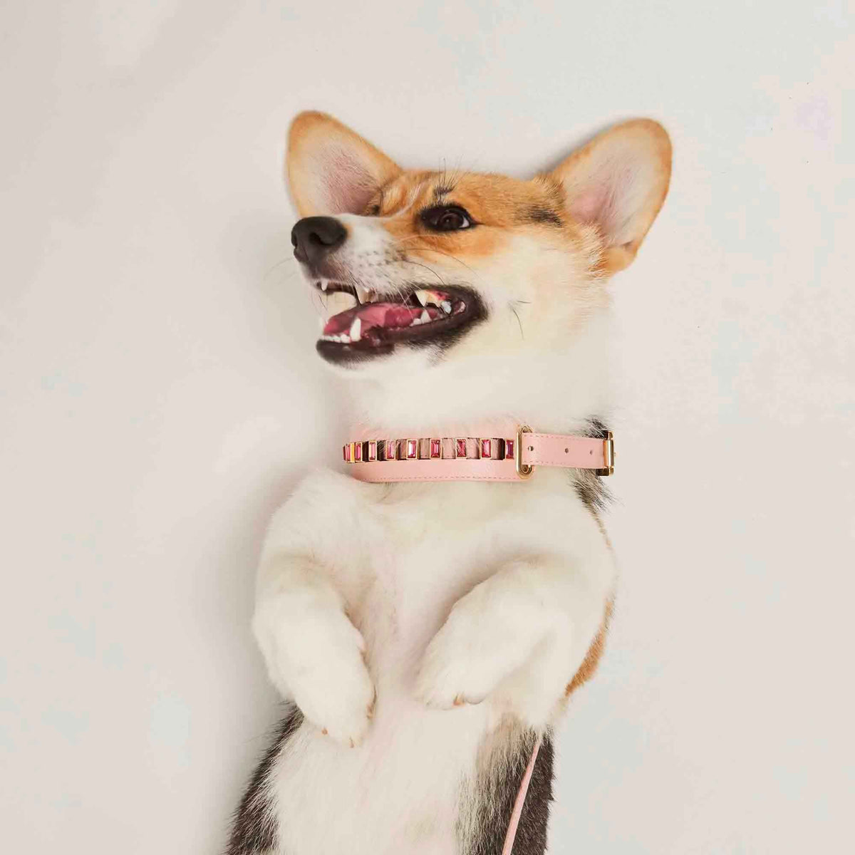 Skin para Coleira de Cachorro com Strass Luxo | Luxo