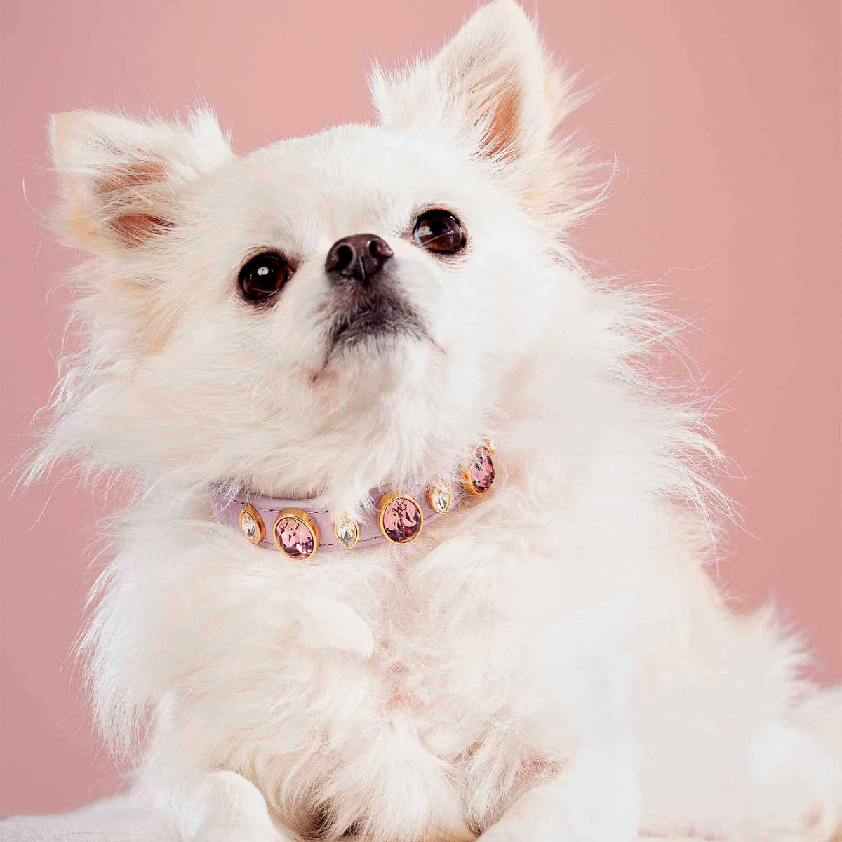 Coleira para Cachorro com Cristais de Strass | Catarina