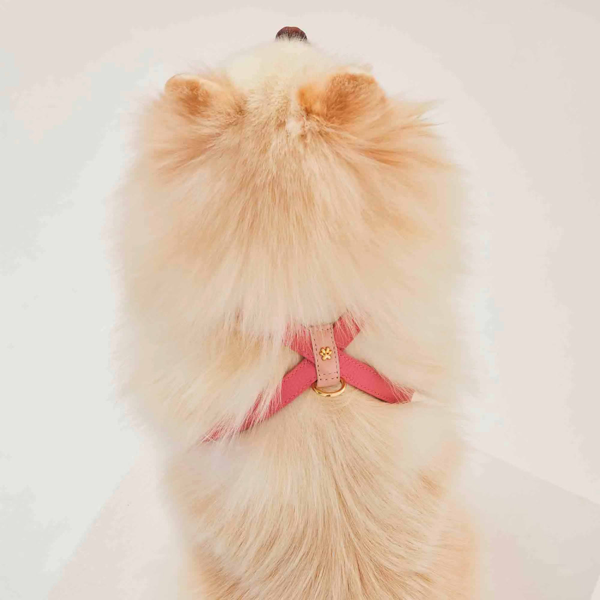 Peitoral para Cachorro em Couro Legítimo | Amélia
