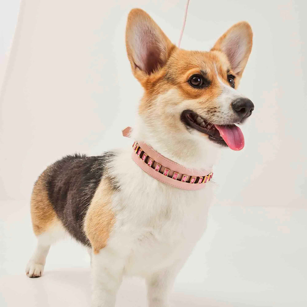 Skin para Coleira de Cachorro com Strass Luxo | Luxo