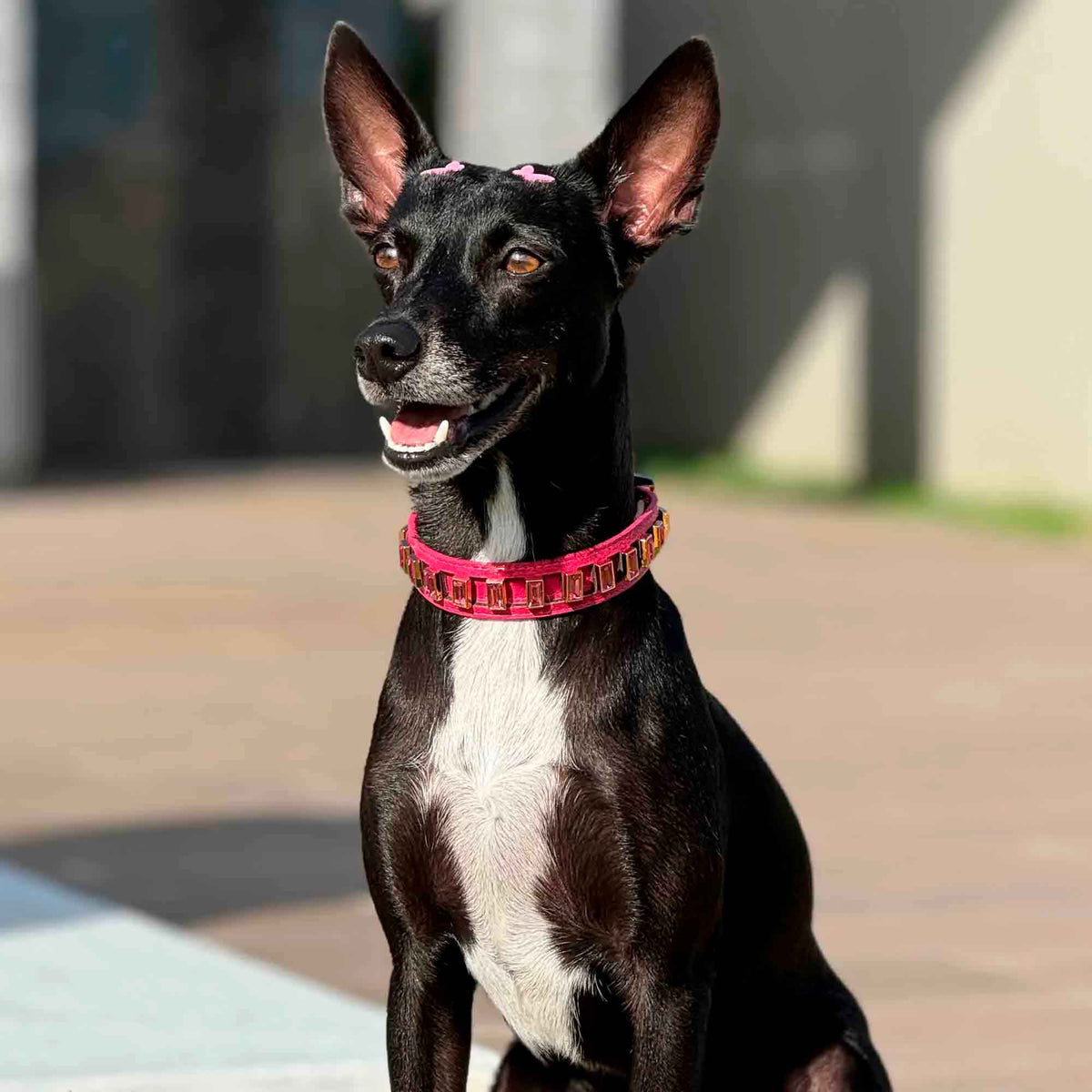 Skin para Coleira de Cachorro com Strass Luxo | Luxo