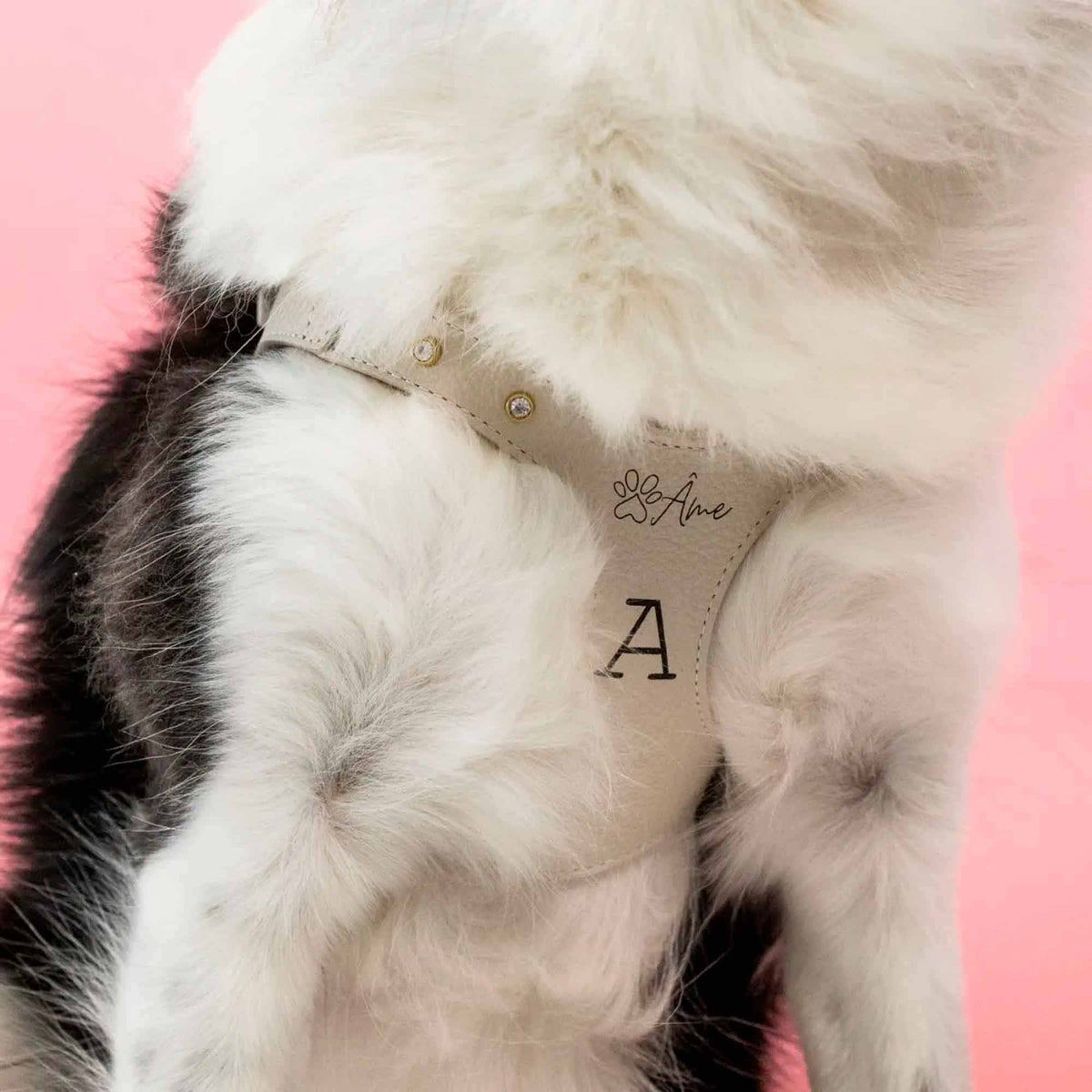 Peitoral de Couro para Cachorro Personalizado | Brownie