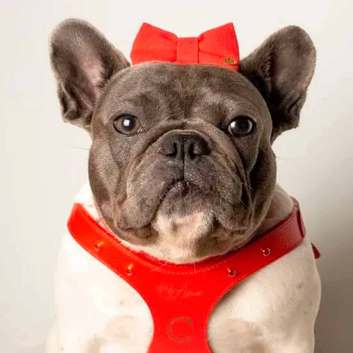 Peitoral de Couro para Cachorro Personalizado | Brownie