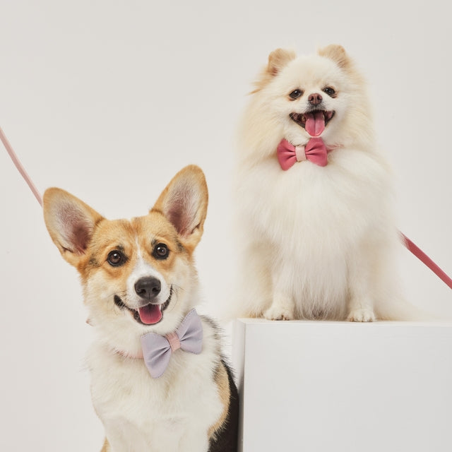 Laço de Couro para Cachorro Removível | Tradicional