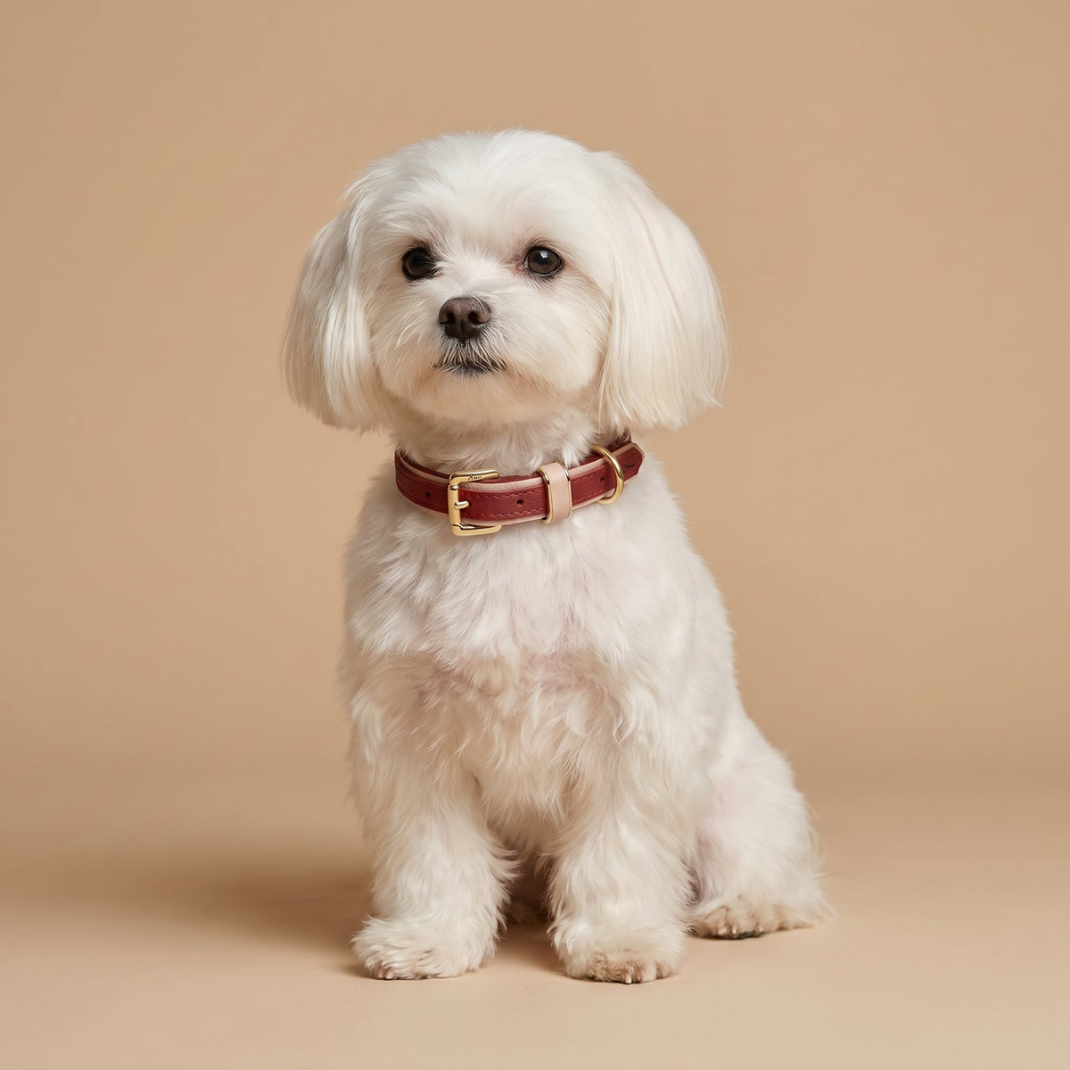 Coleira de Couro para Cachorro em Duas Cores | Lara