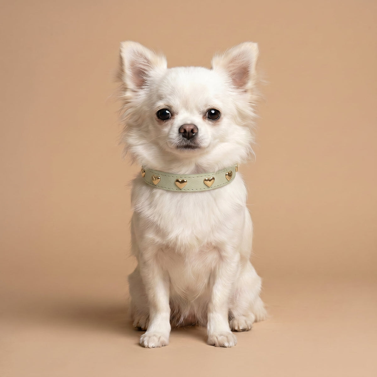 Coleira Personalizada para Cachorro com Corações | Stella