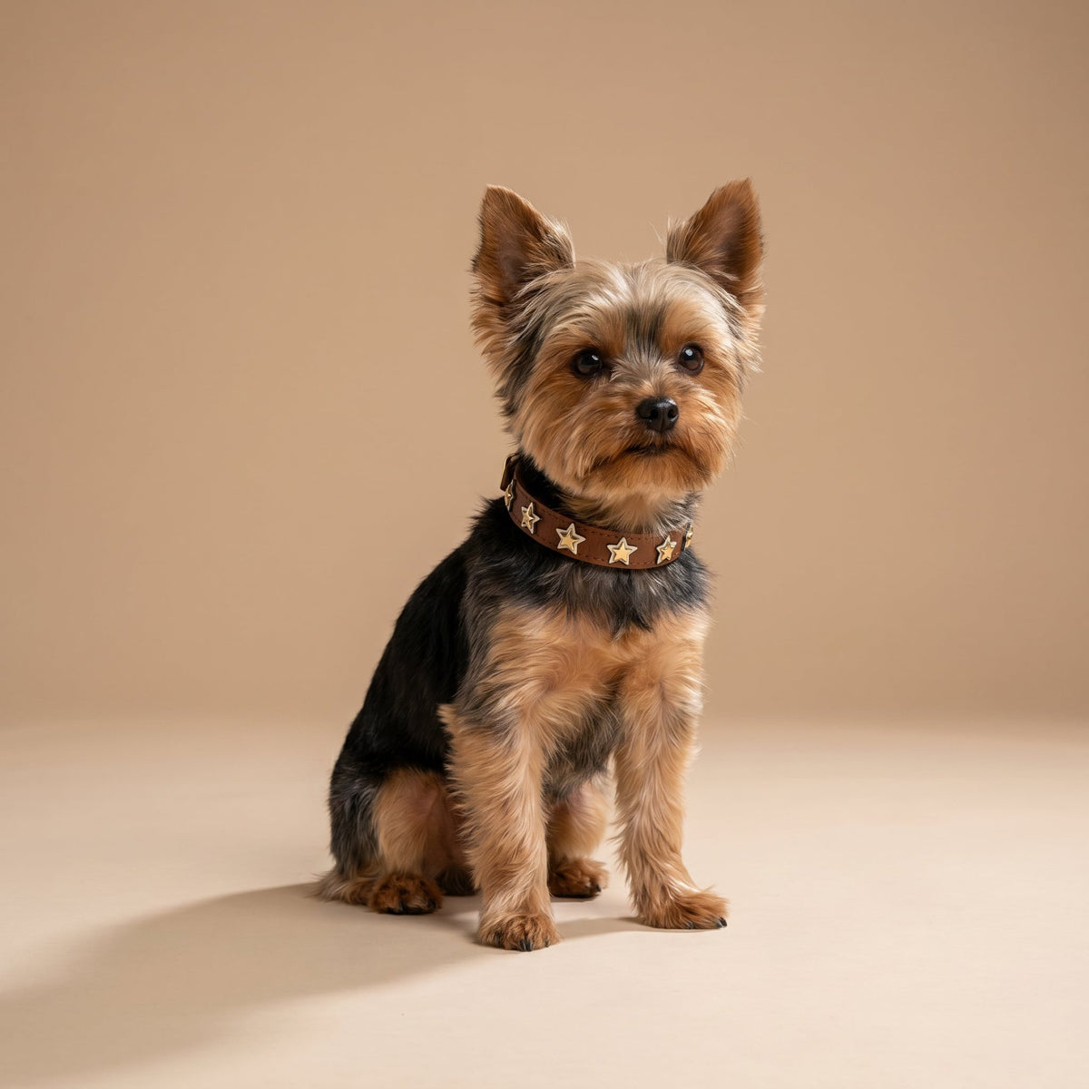 Coleira Personalizada para Cachorro com Estrelas | Órion