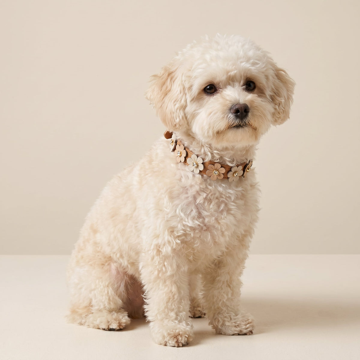 Coleira Personalizada para Cachorro com Flores | Prímula