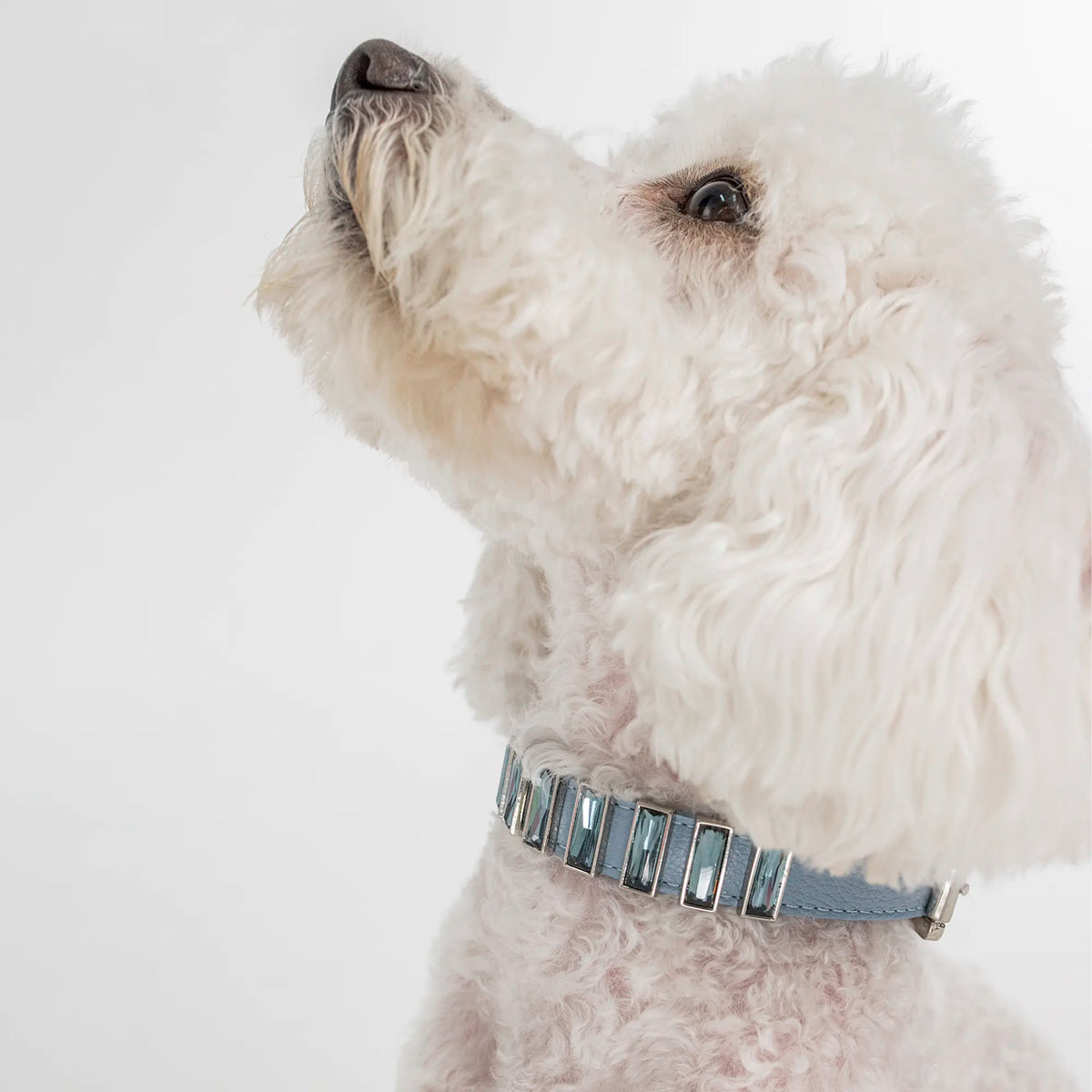 Coleira Personalizada para Cachorro com Strass | Ivy