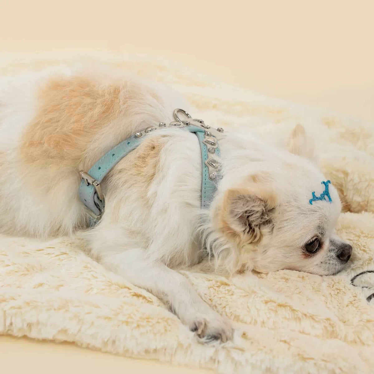 Peitoral de Couro para Cachorro com Corações | Lili