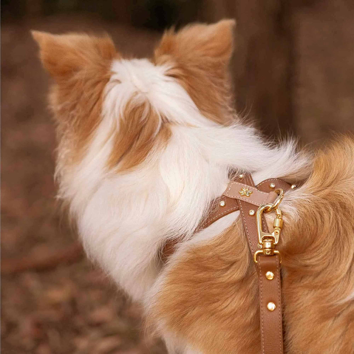 Peitoral de Couro para Cachorro com Strass | Meg