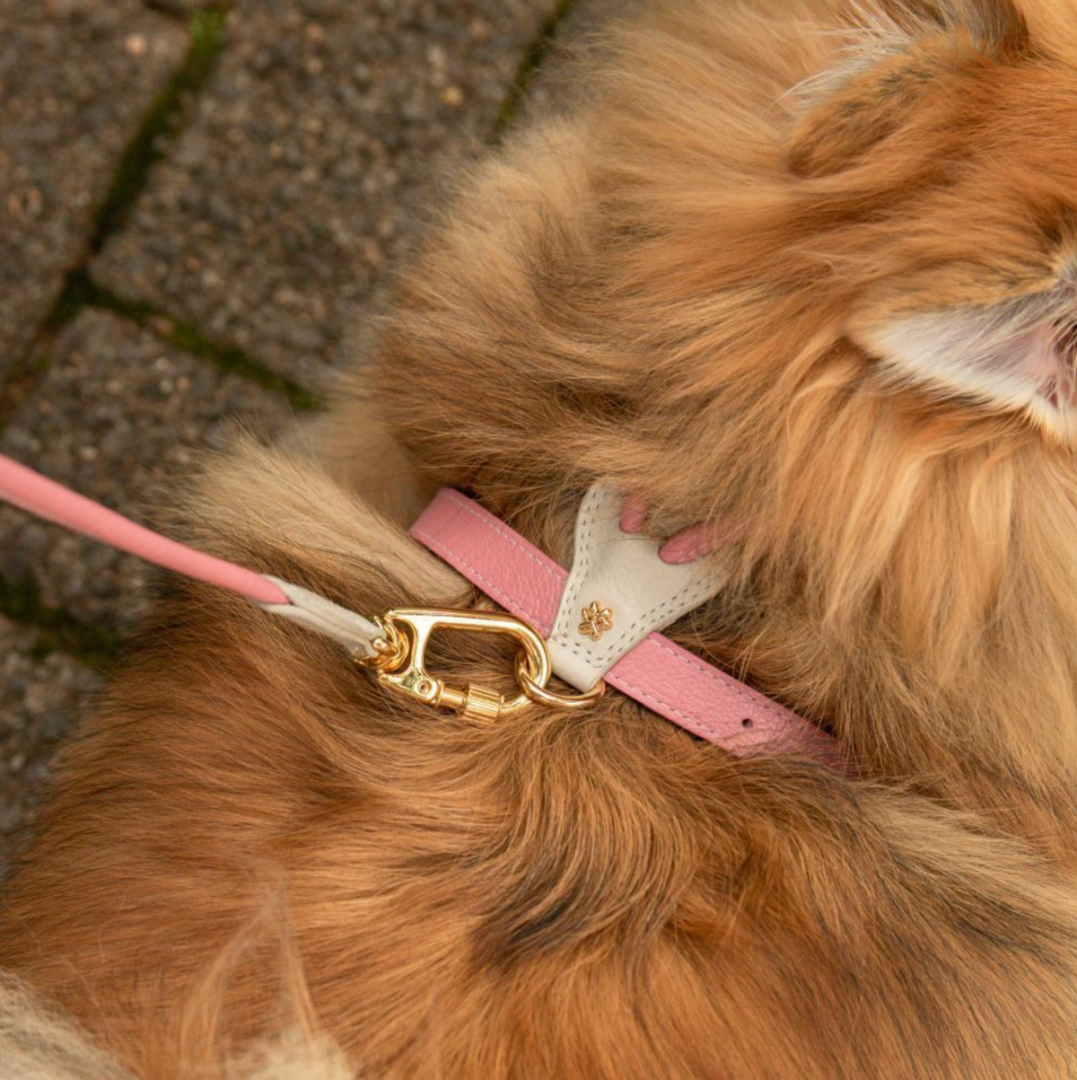 Peitoral de Couro para Cachorro em Y Delicado | Diana