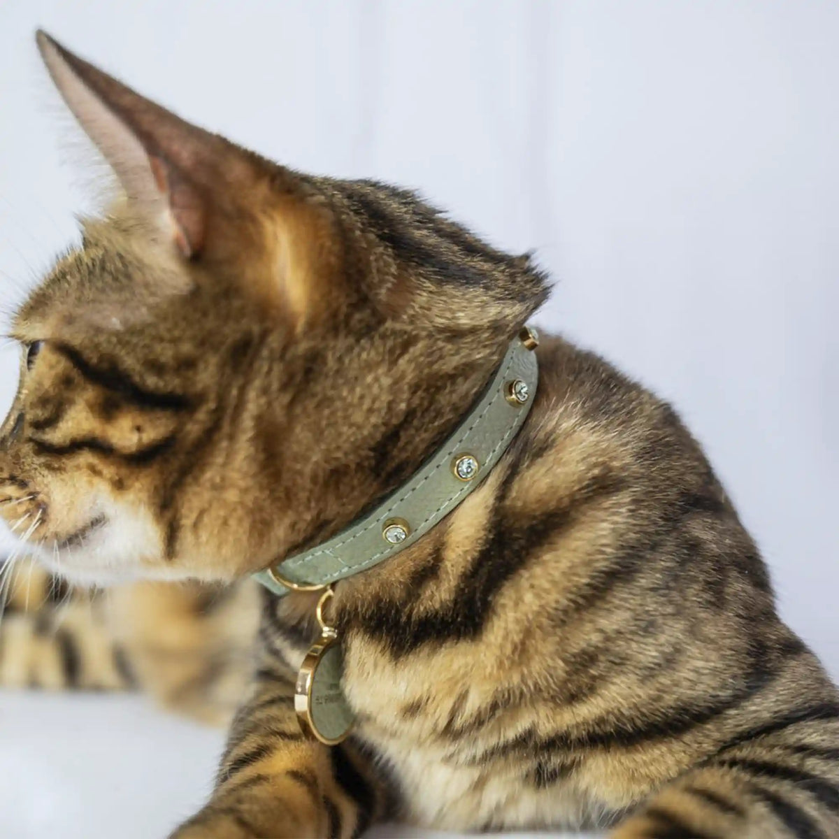 Coleira para Gato em Couro com Strass | Alice