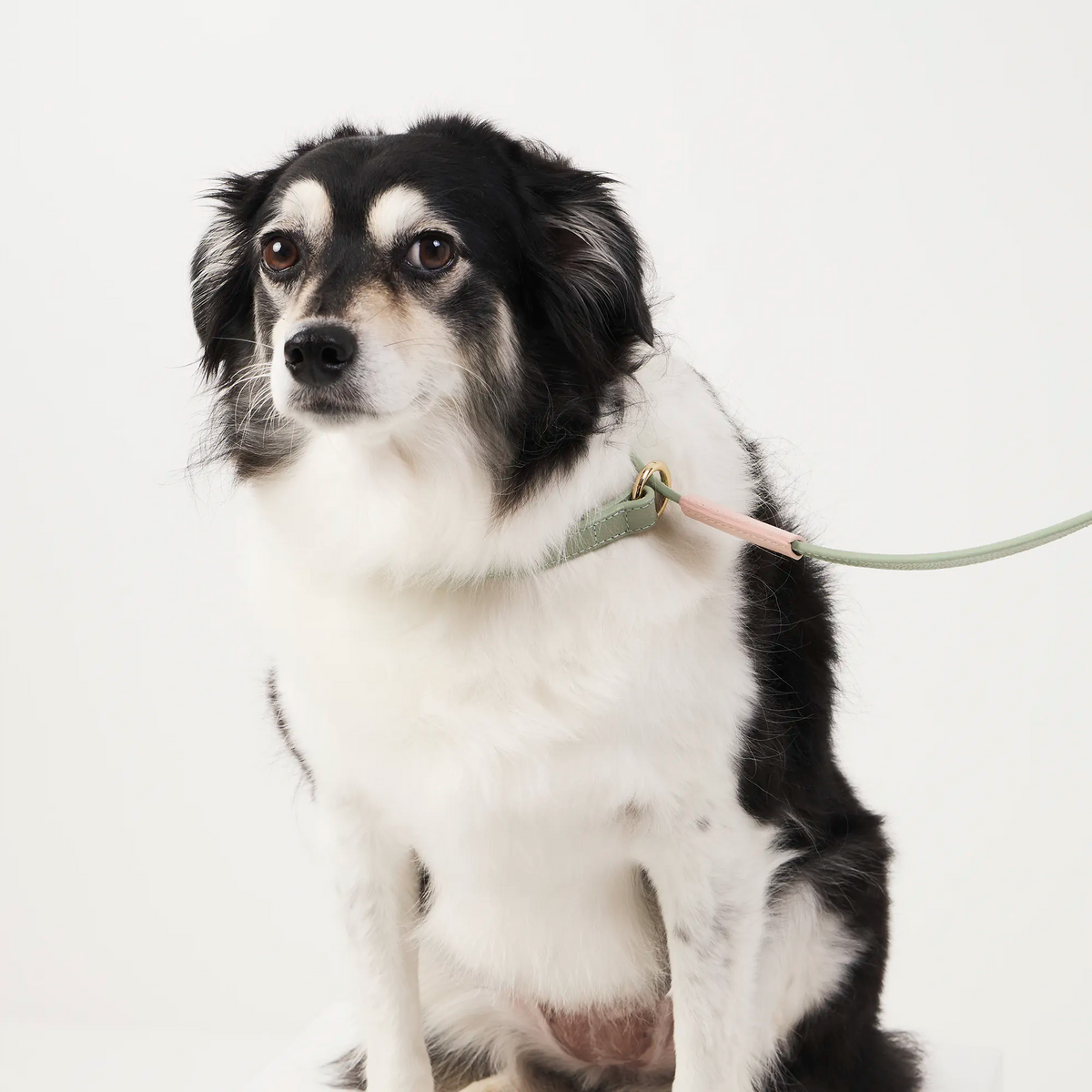 Guia Unificada de Couro para Cachorro | Coleira e Guia