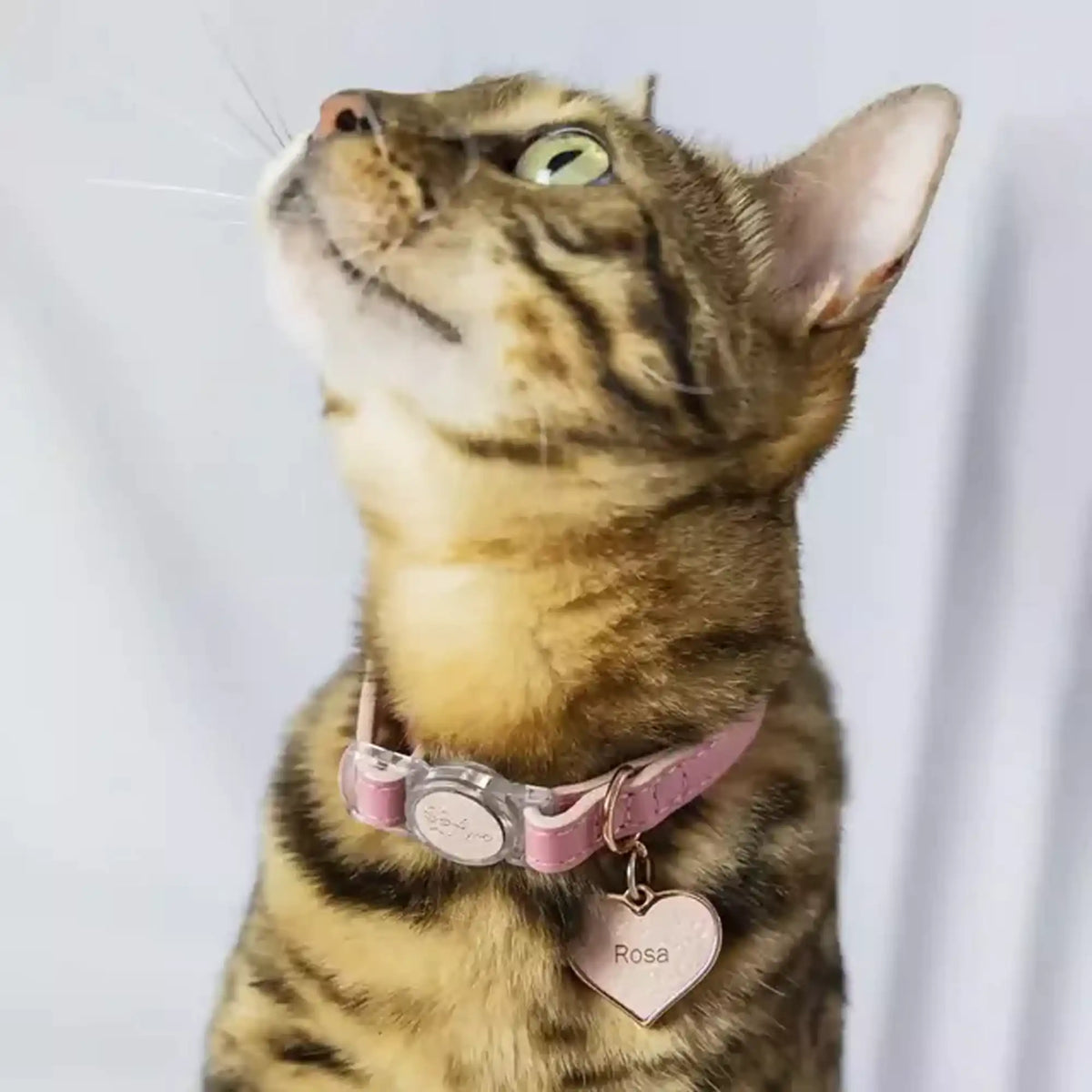 Coleira para Gato em Couro com Fecho Anti-Pânico | Luna