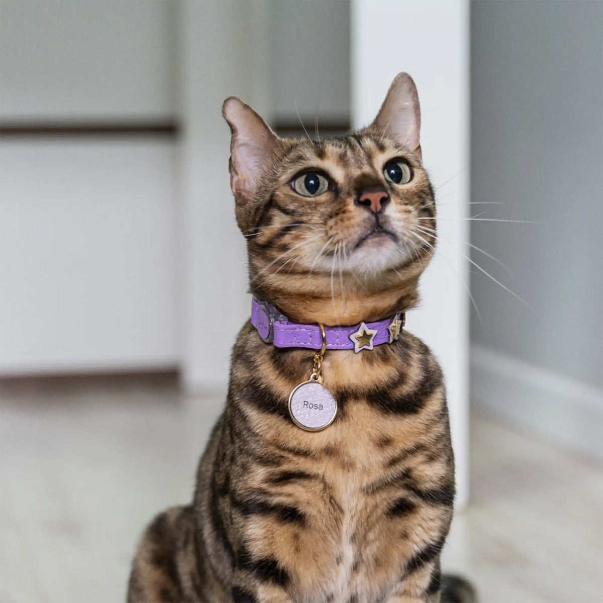 Coleira para Gato em Couro com Estrelas | Órion