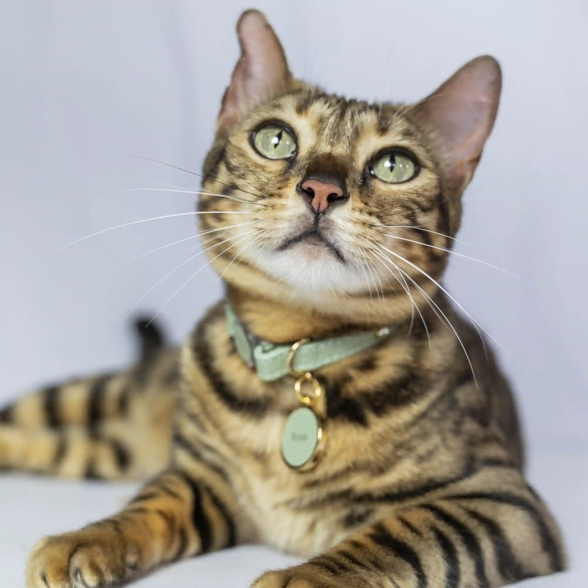 Coleira para Gato em Couro com Strass | Alice