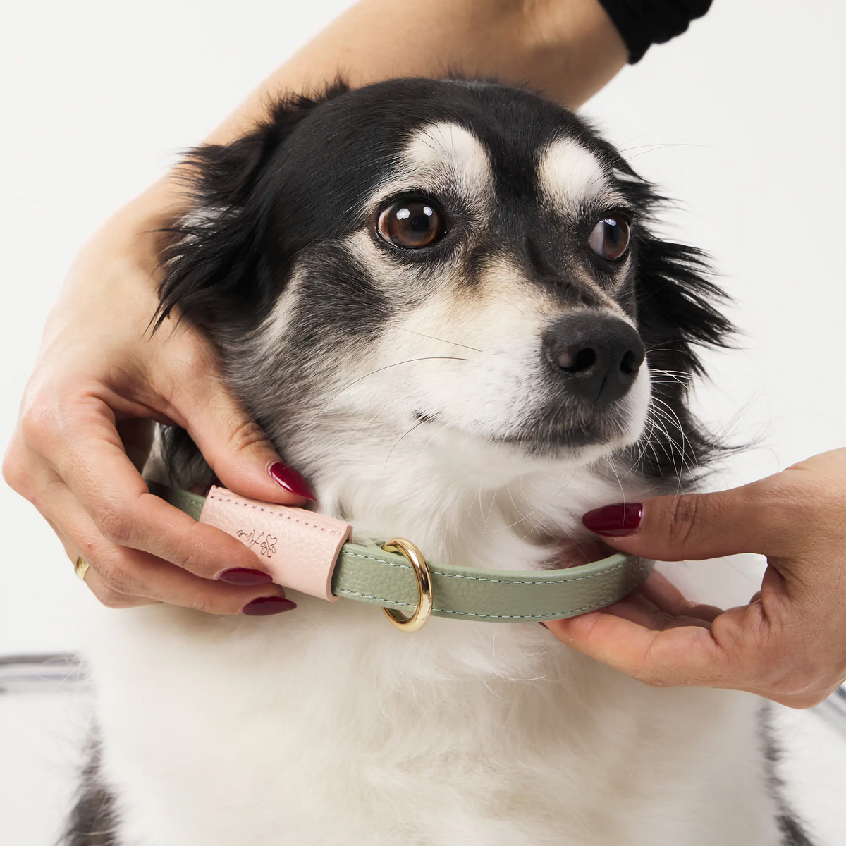 Guia Unificada de Couro para Cachorro | Coleira e Guia