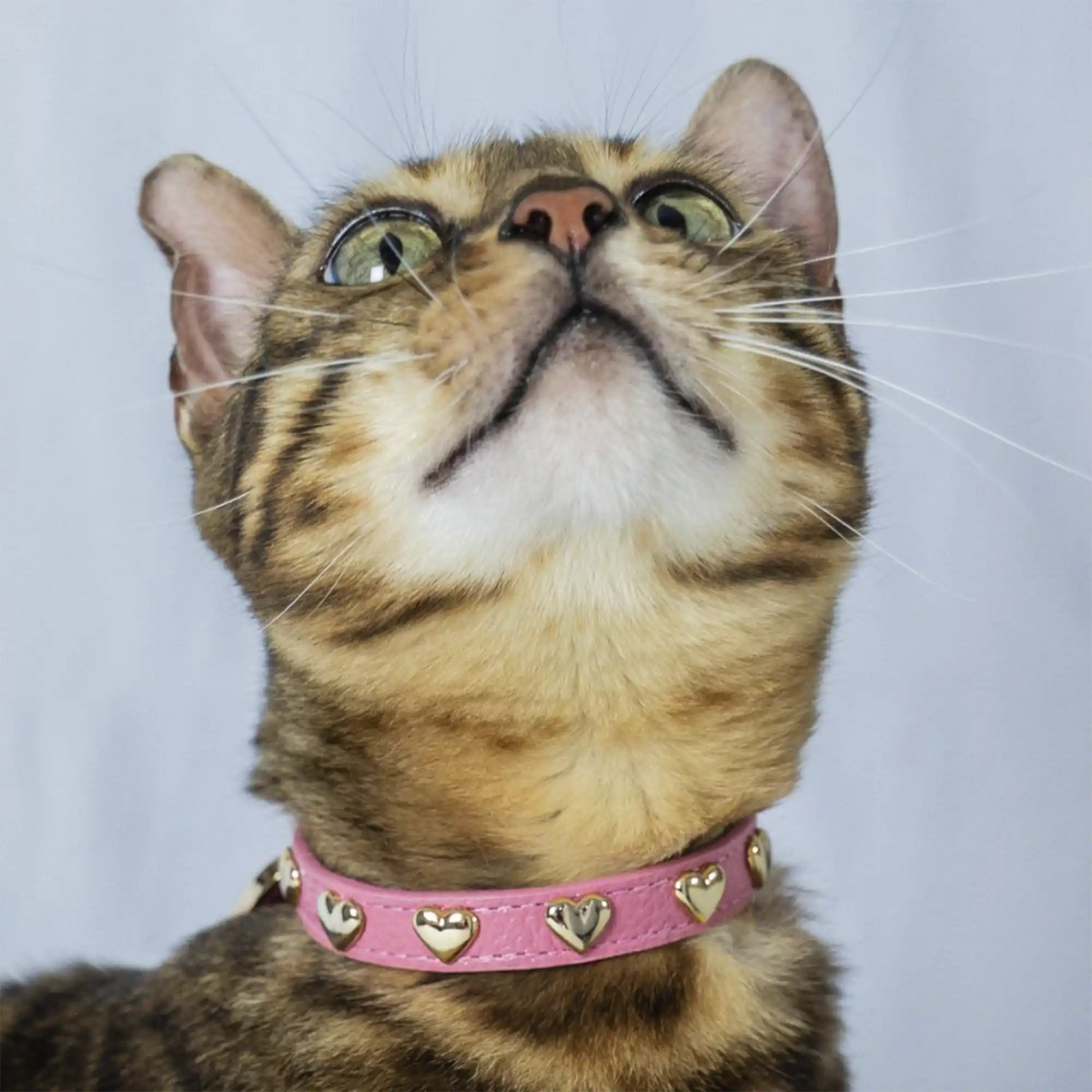 Coleira para Gato em Couro com Corações | Stella