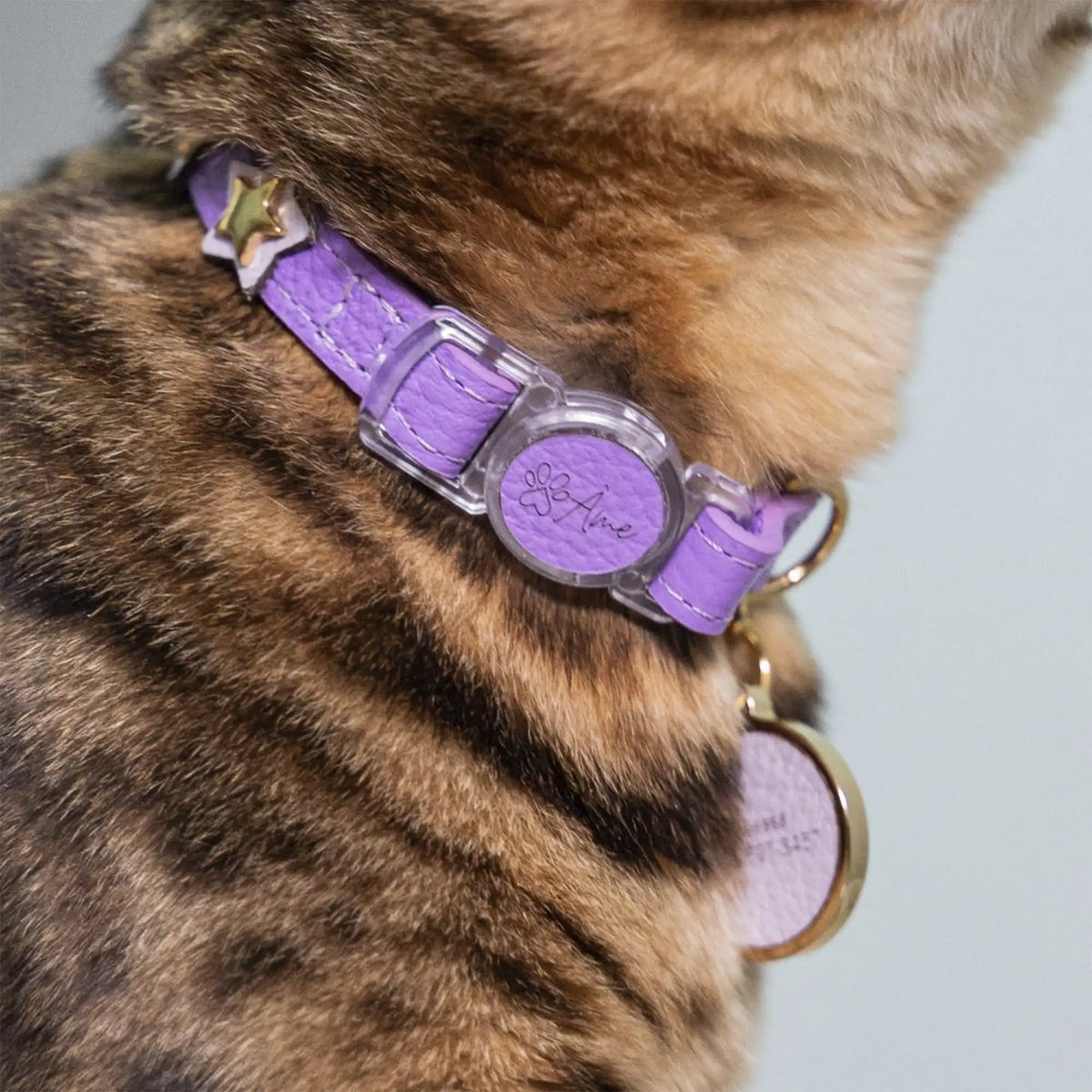 Coleira para Gato em Couro com Estrelas | Órion