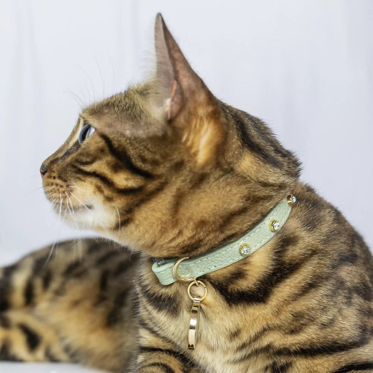 Coleira para Gato em Couro com Strass | Alice