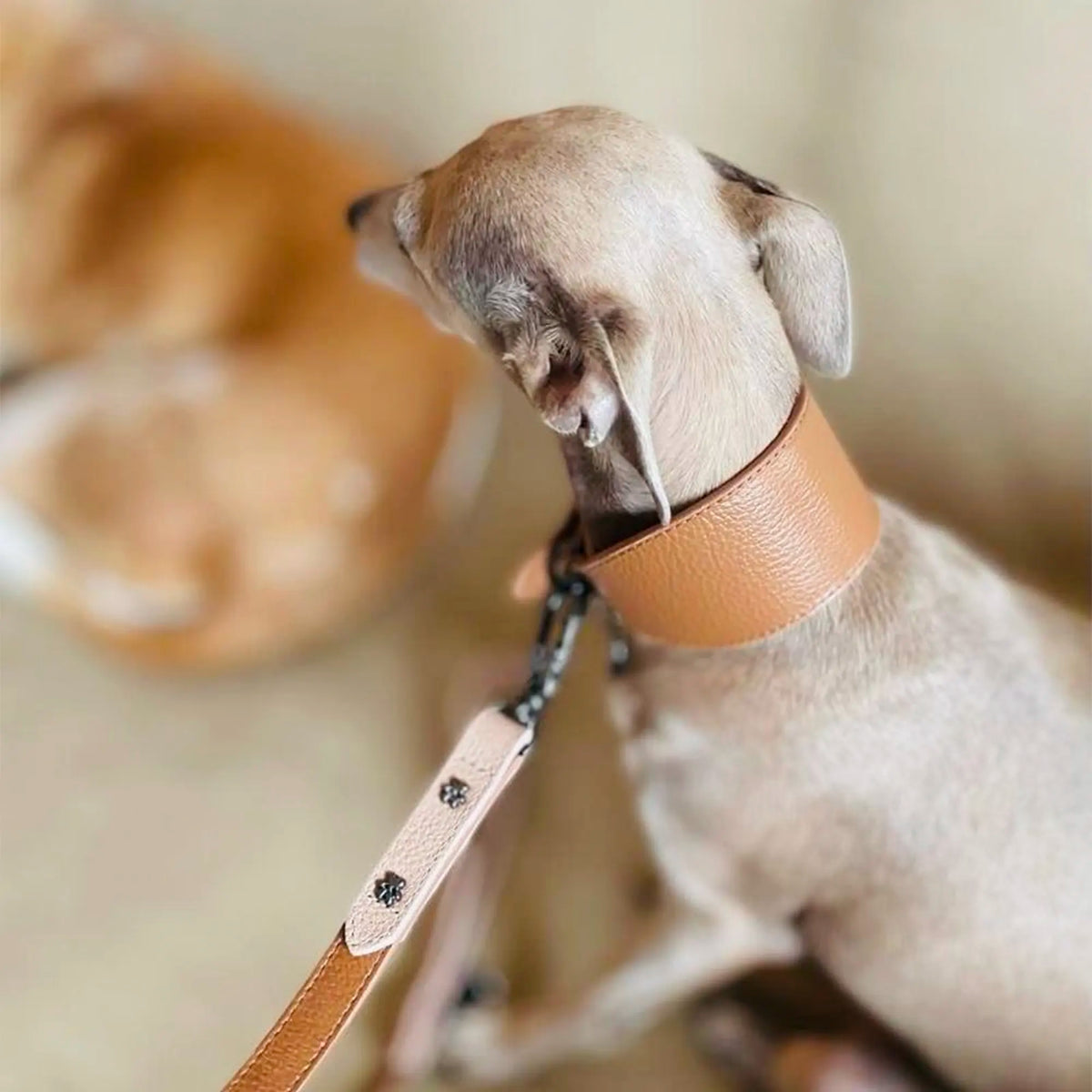Coleira de Couro para Galgo com Design Anatômico
