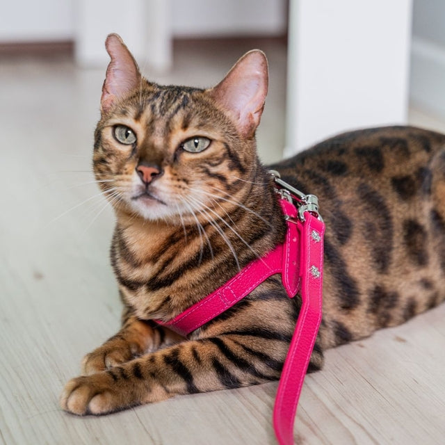 Kit Peitoral e Guia de Couro para Gato Sensível | Cecília