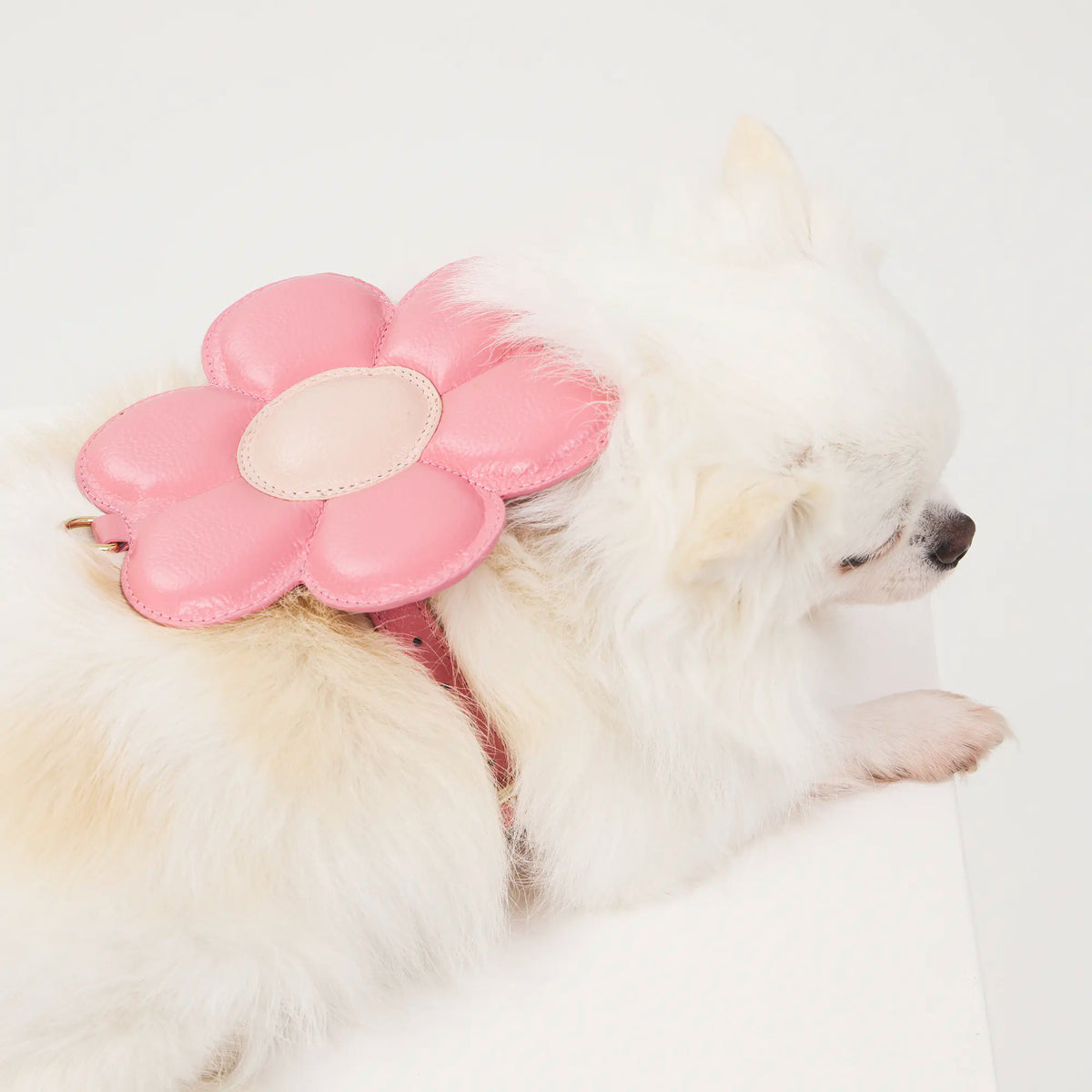 Peitoral de Couro para Cachorro com Flor | Florence