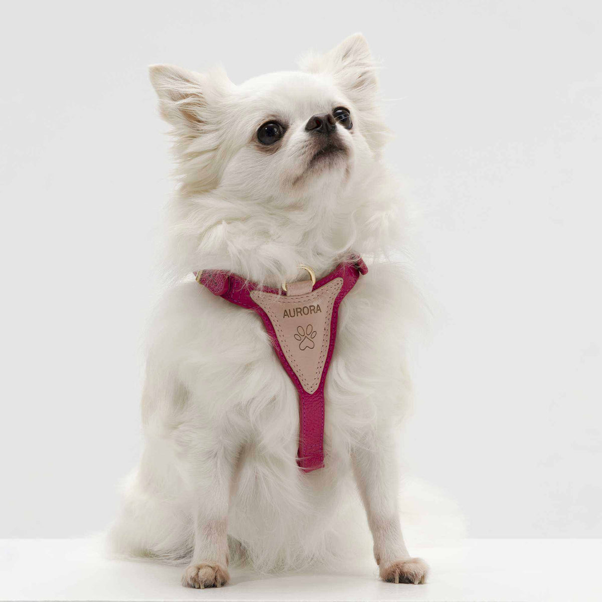Peitoral de Couro para Cachorro Ajustável | Cookie