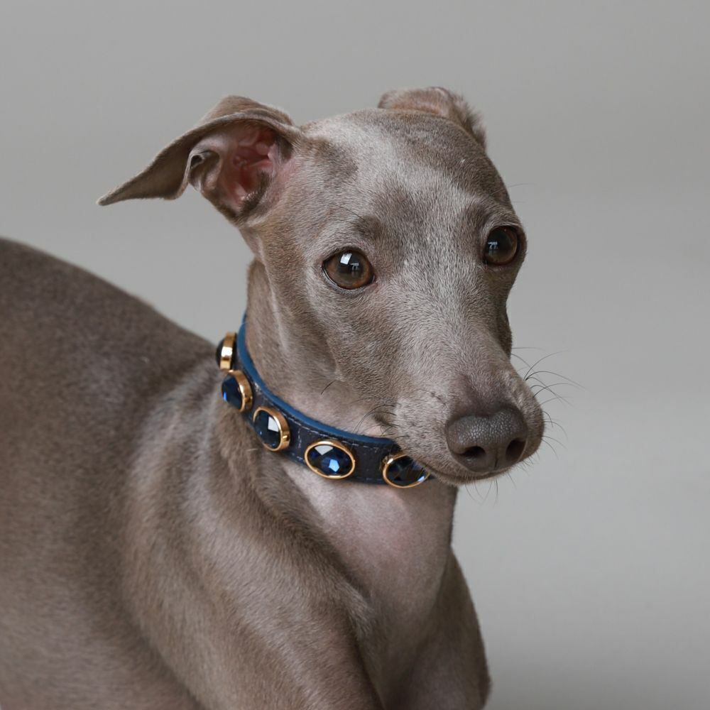 Coleira de Couro para Cachorro com Pedras | Charlotte