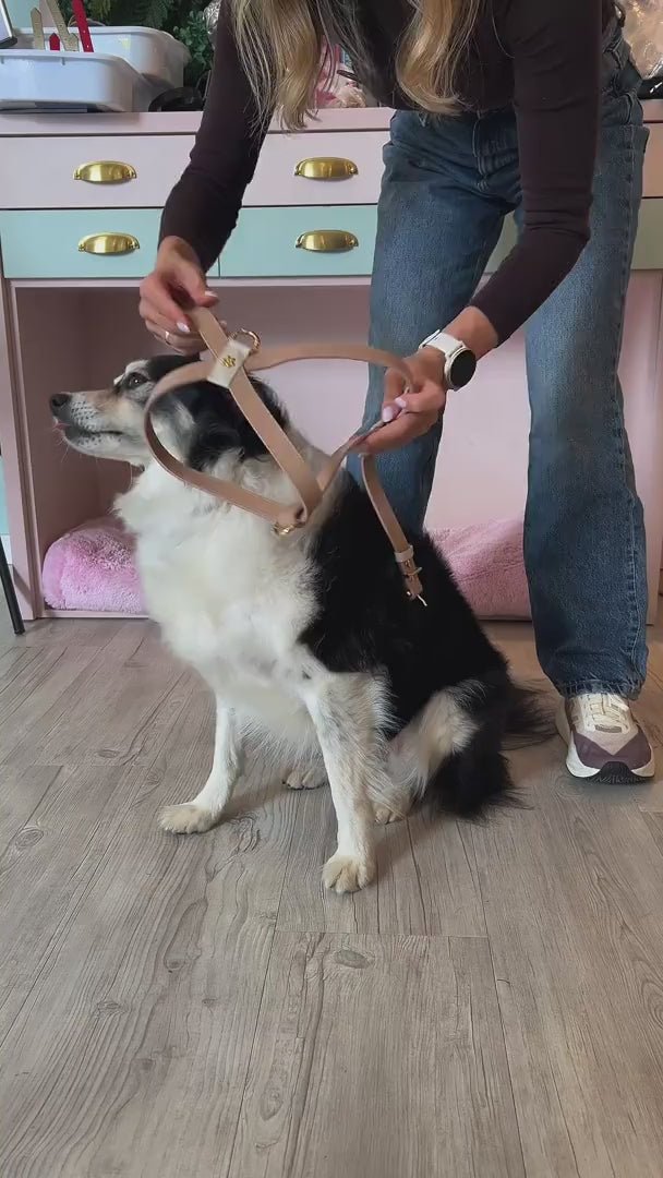 Peitoral para Cachorro em Couro Legítimo | Amélia