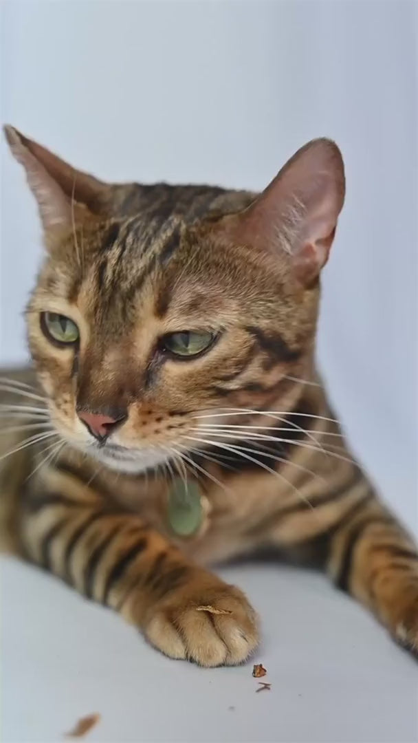 Coleira para Gato em Couro com Strass | Alice