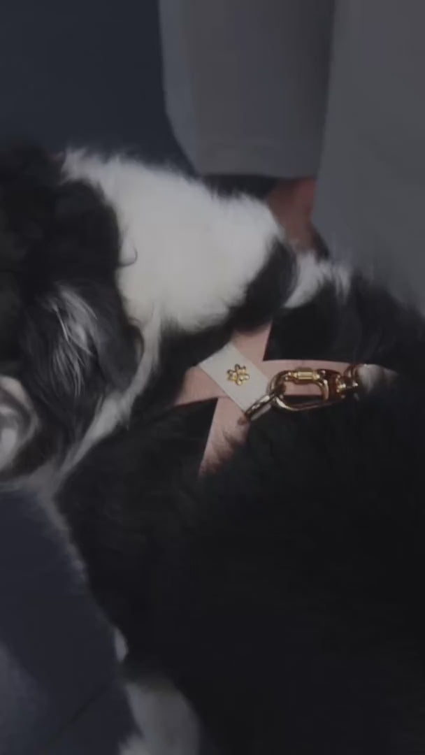 Peitoral para Cachorro em Couro Legítimo | Amélia