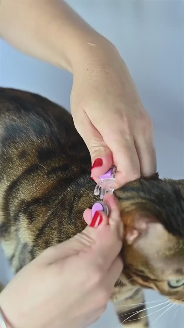 Coleira para Gato em Couro com Estrelas | Órion