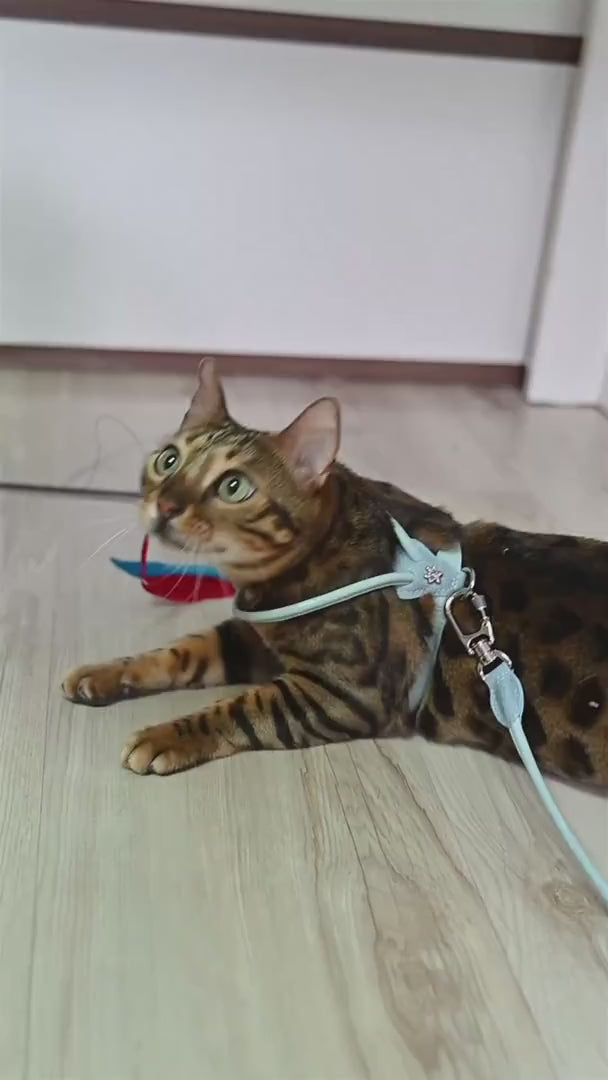 Kit Peitoral e Guia de Couro para Gato | Diana