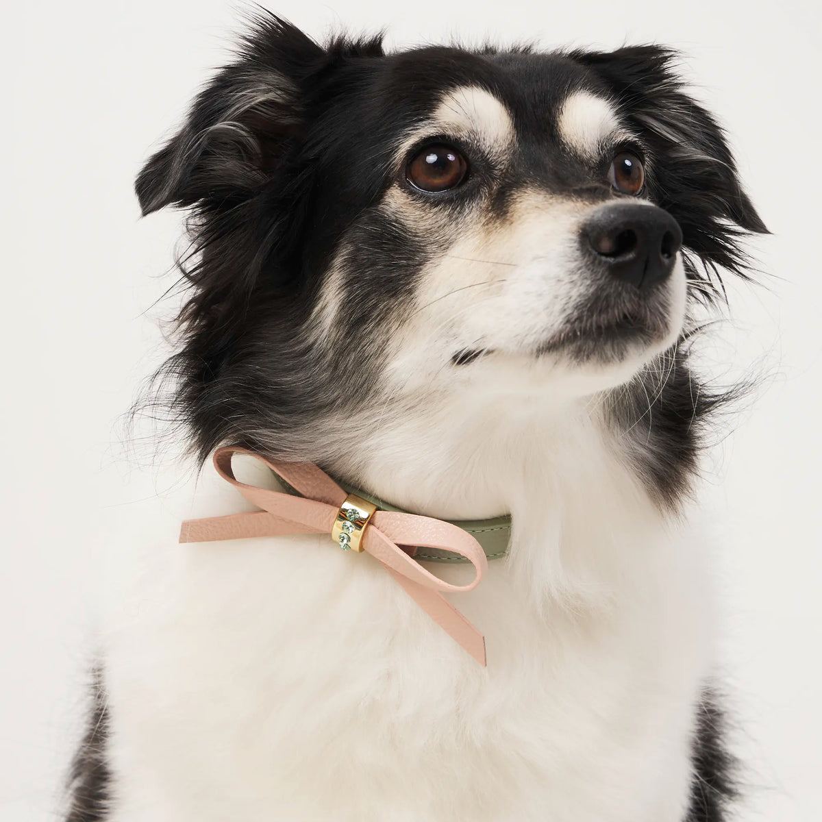 Coleira de Couro para Cachorro com Laço e Strass | Pandora