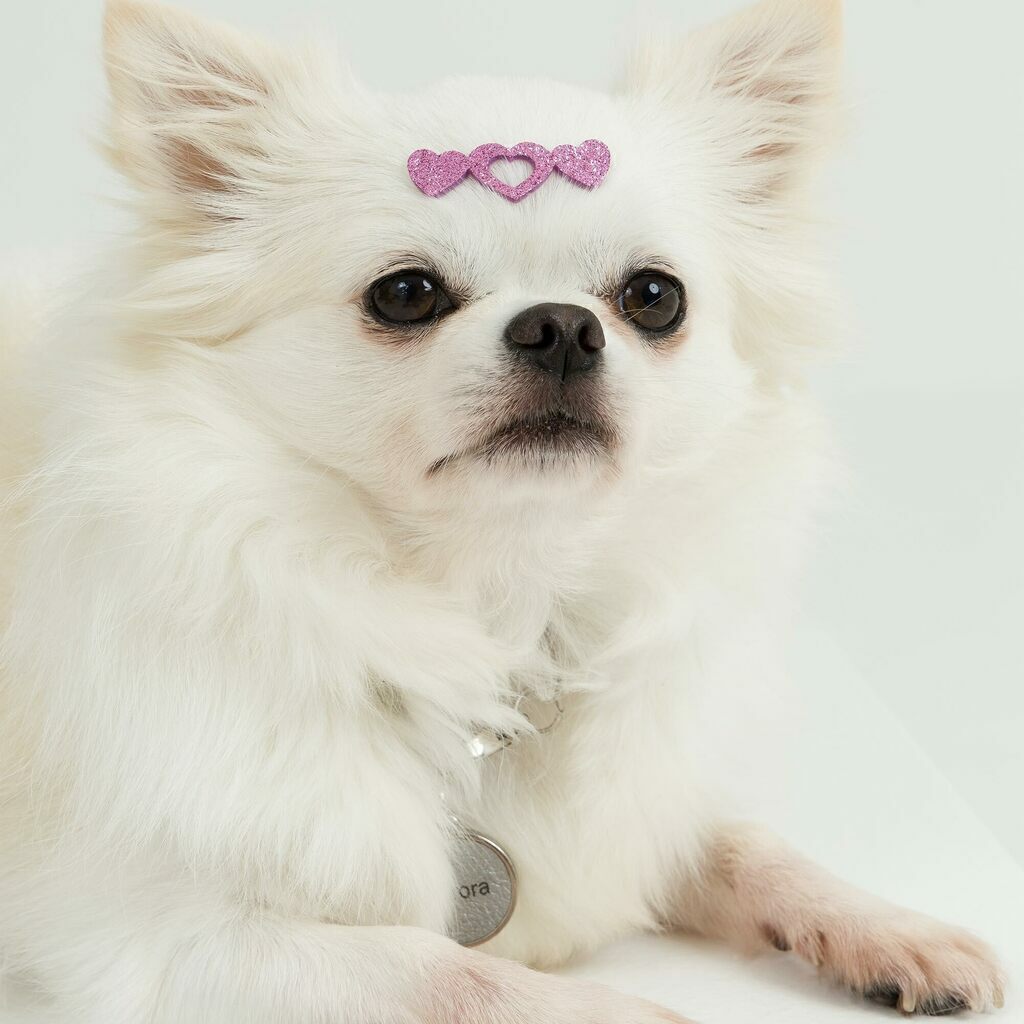 Adesivo Pet Tiara Coração (un)