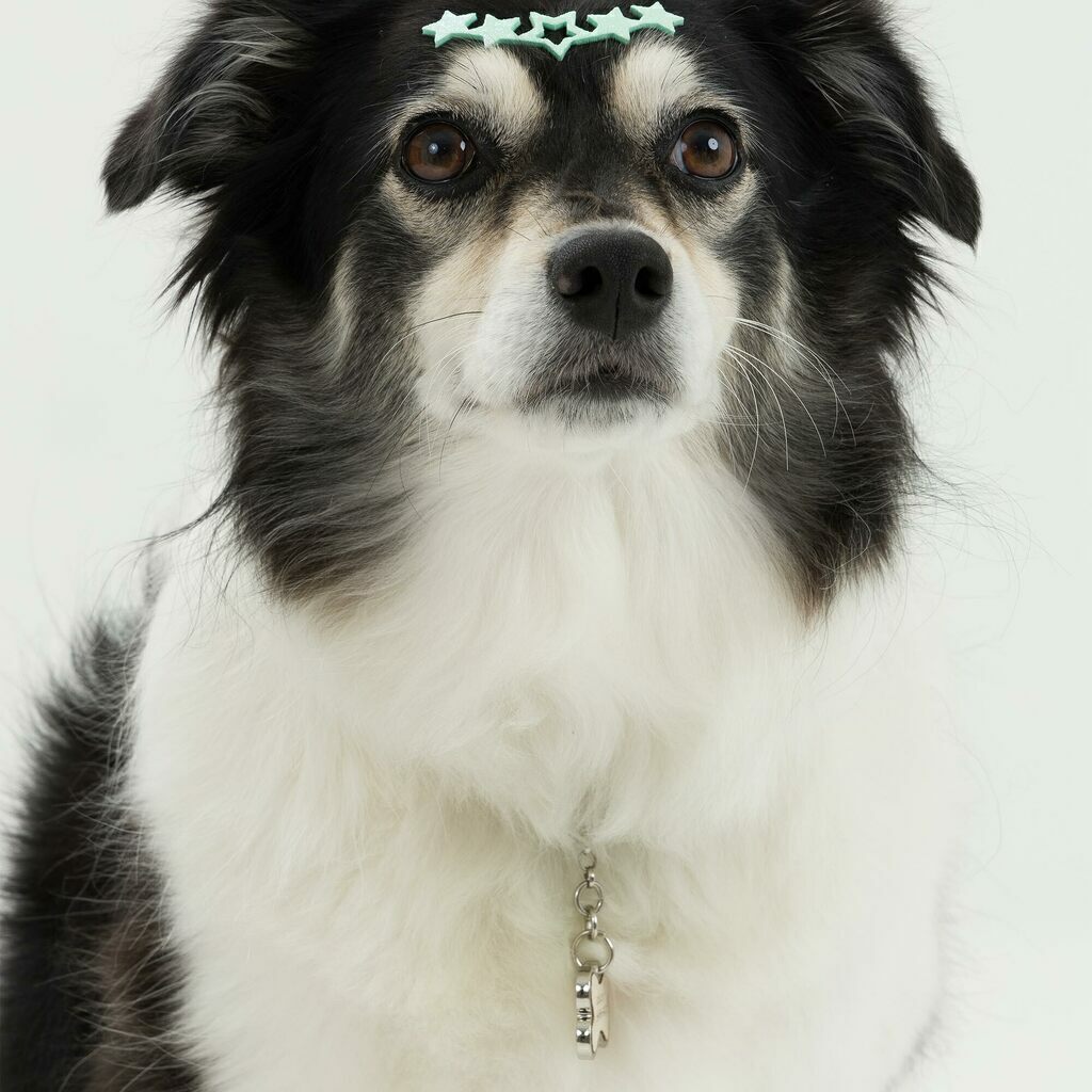 Adesivo Pet Tiara Estrela (un)